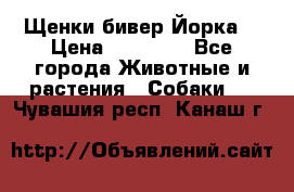 Щенки бивер Йорка  › Цена ­ 30 000 - Все города Животные и растения » Собаки   . Чувашия респ.,Канаш г.